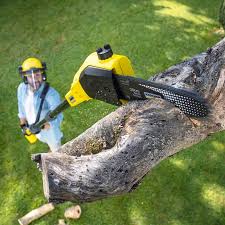 River Park, FL Tree Care Services Company